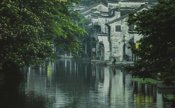 本土北美冬青因“红”得“宠”